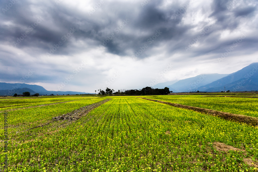 A vast landscape of plantation field in Taiwan. One can see mountain ranges and cloudy sky in the background. In the foreground, crops are arranged in an orderly manner which is pleasing to the eyes.