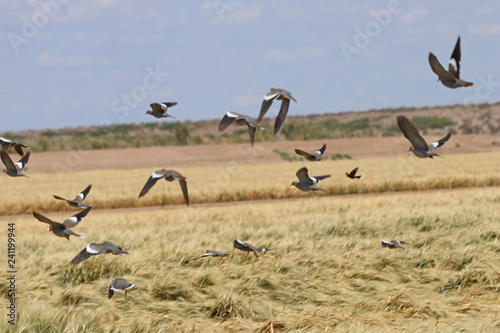 white-winged doves in flight