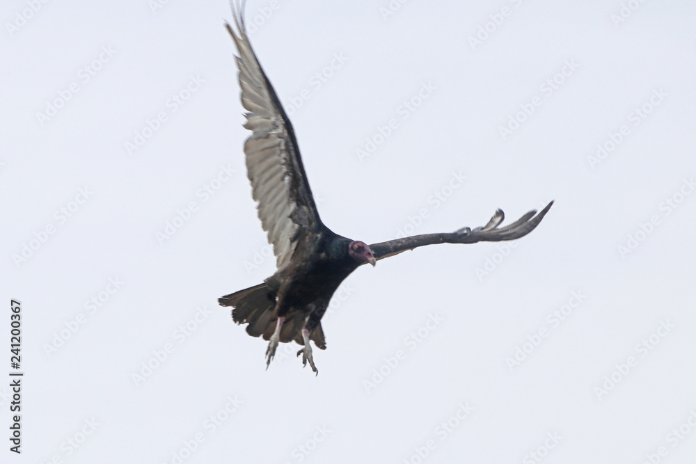 Obraz premium buzzard in flight