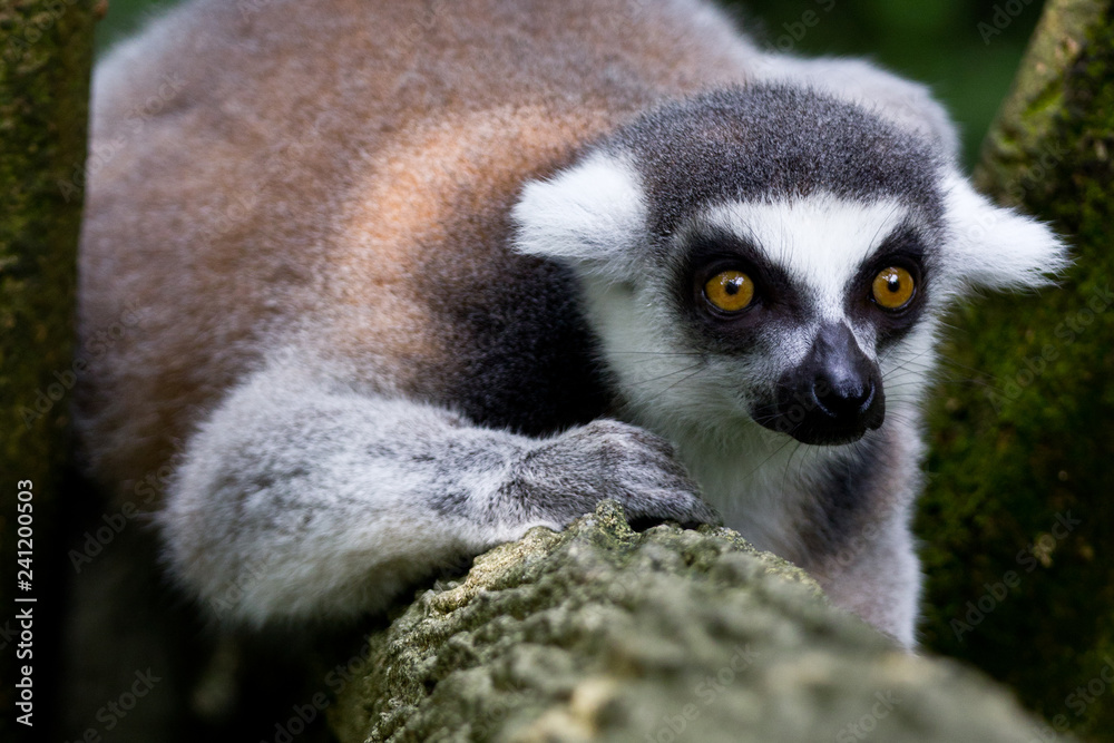 Obraz premium A very focused ape staring at something