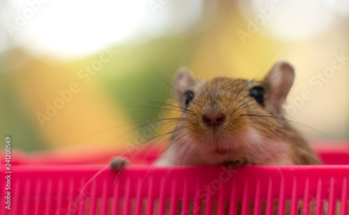 Gerbils are the cutest animals ever. They love to cuddle, play and sleep together. They cannot be separated. They make excellent pets.