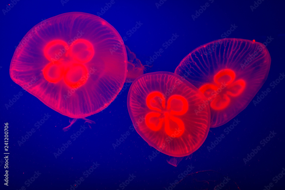 Obraz premium Beautiful red jellyfish. Aquarium with red jellyfish. Underwater life in ocean jellyfish with blue background.