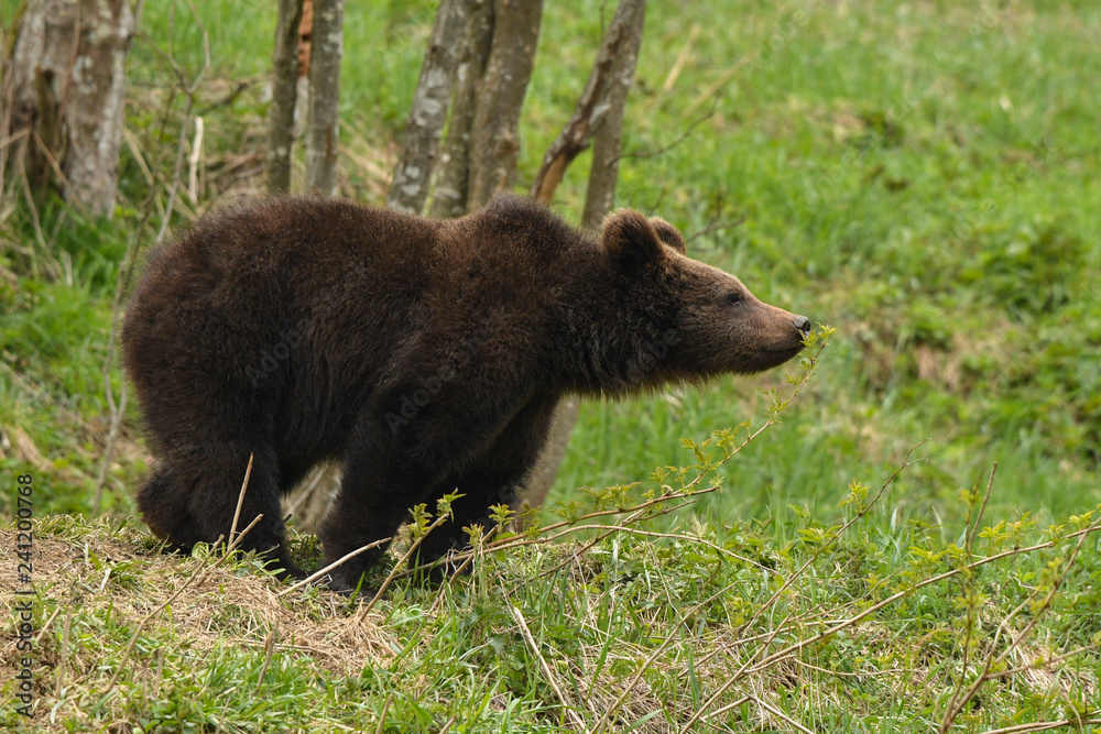 Brown bear / Ursus arctos. Bieszczady Mountains. Poland Brown bear / Ursus arctos. Bieszczady Mountains. Poland