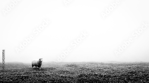 Obraz na płótnie Black and white minimalist image of a lonely lost sheep in fog