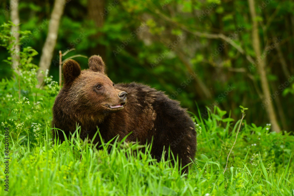 Brown bear / Ursus arctos. Bieszczady Mountains. Poland Brown bear / Ursus arctos. Bieszczady Mountains. Poland
