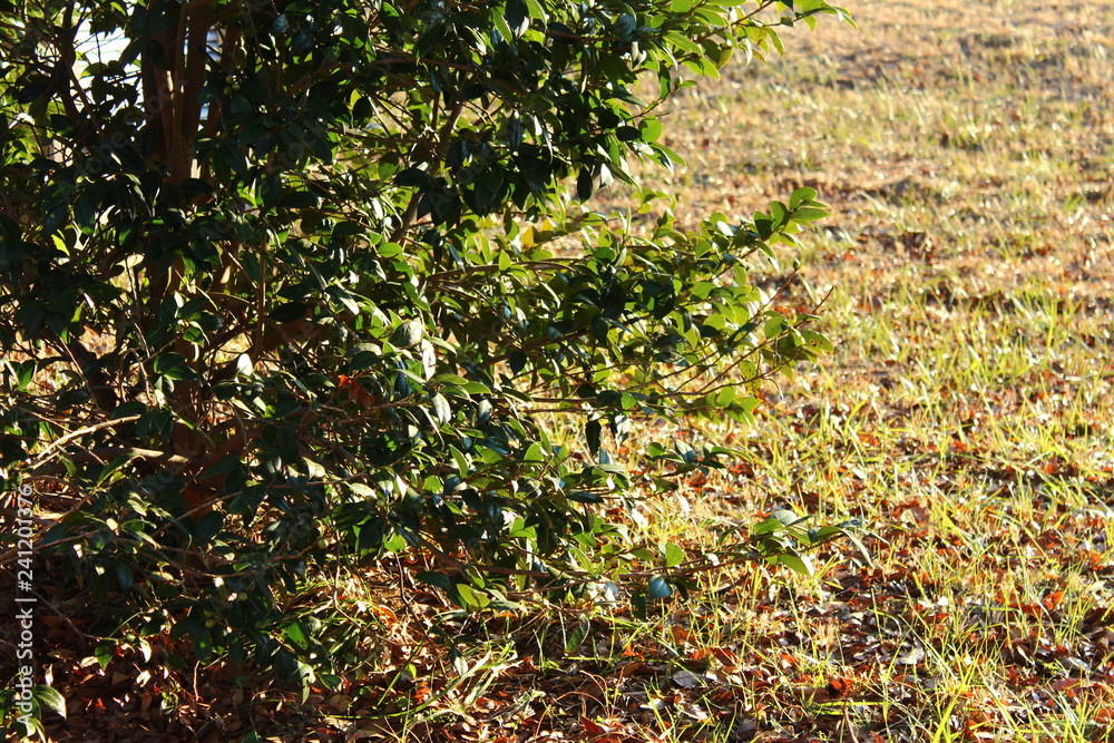 Obraz premium ツバキの木