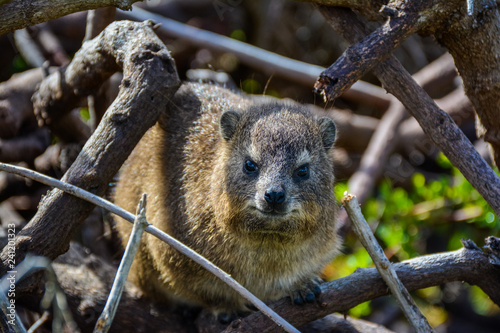 Hyrax Looking At Camera