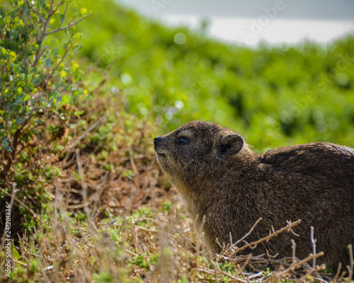 Hyrax In Grass