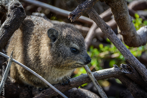 Hyrax Looking Right