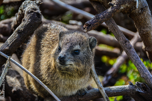 Hyrax Close photo