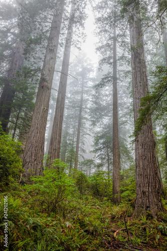 Morning mist in the Redwoods