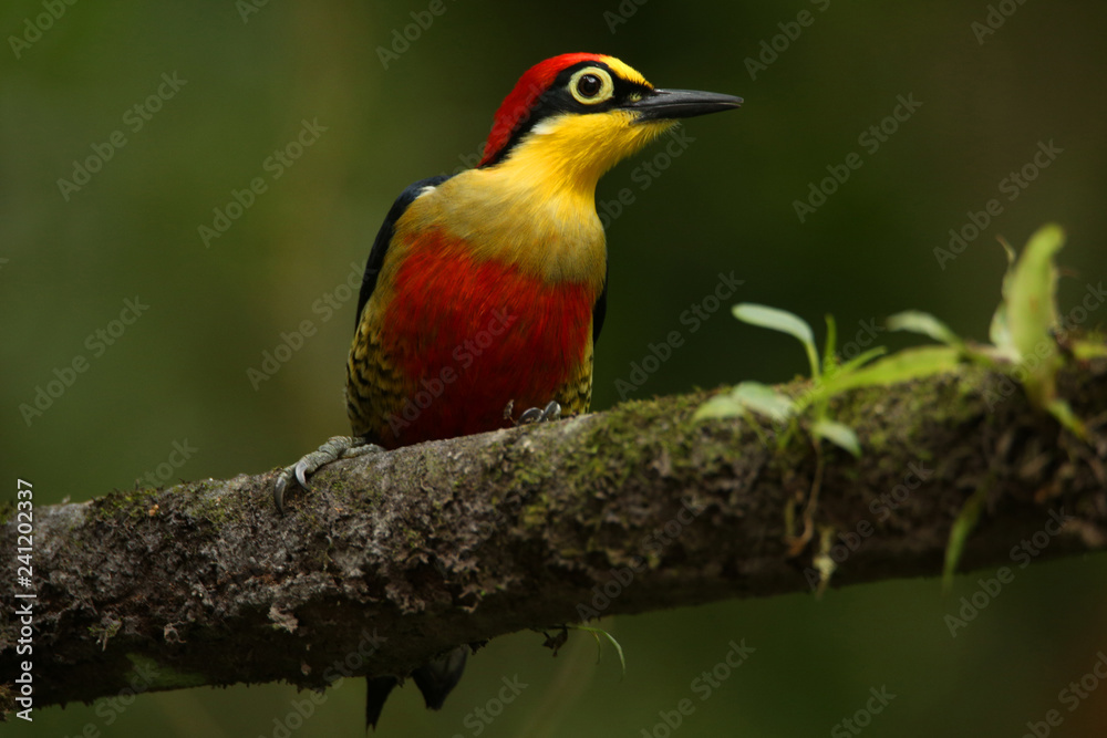 colorful woodpecker on a branch