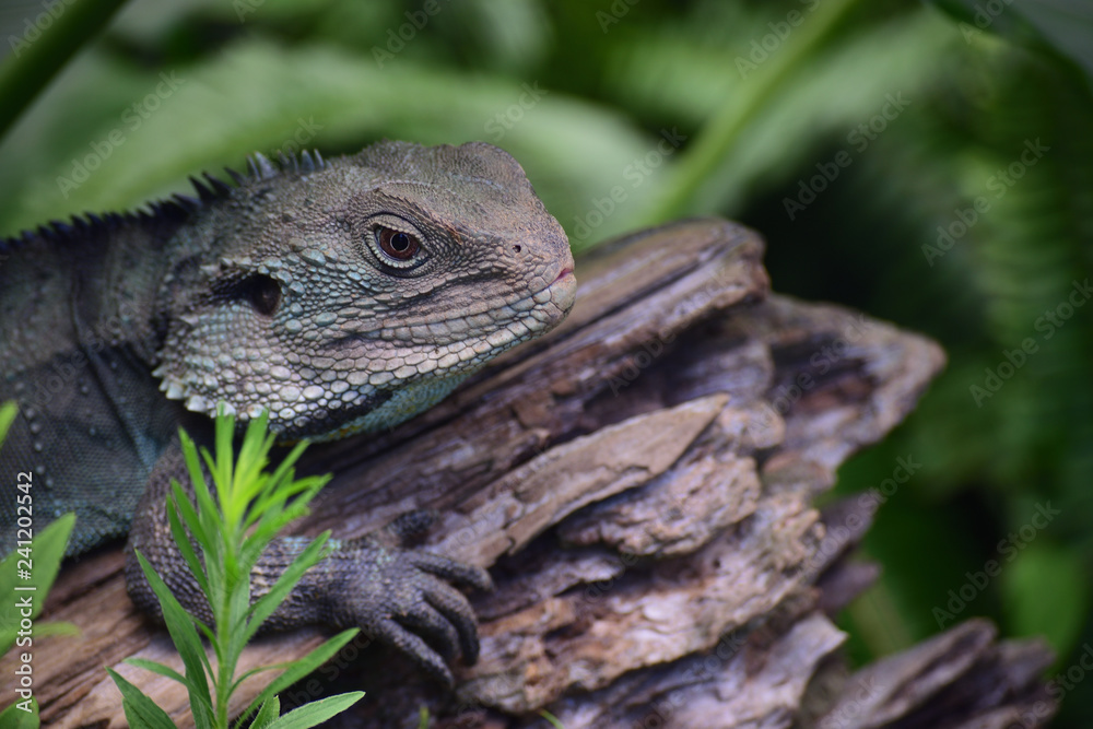 Obraz premium ジップスランドウォータードラゴン