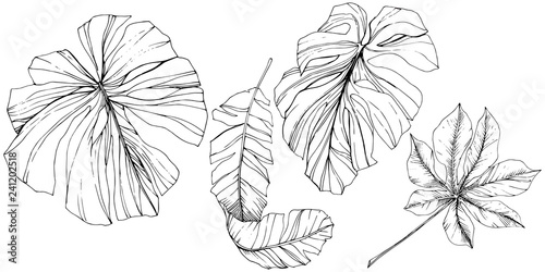 Exotic tropical hawaiian summer. Black and white engraved ink art. Isolated leaf illustration element.