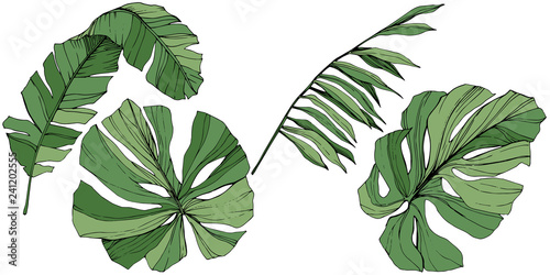 Exotic tropical hawaiian summer. Green engraved ink art. Isolated leaf illustration element.