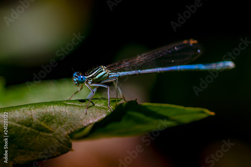 Libellen Dragonflys Damselfys © Martin