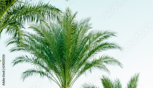 beautiful palm trees, at sunset, closeup