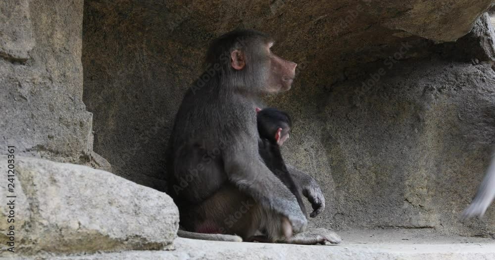 Hamadryas Baboon family in rock cliff cave.  baboon from the Old World monkey family. Native to the Horn of Africa and the southwestern tip of the Arabian Peninsula. Sanctuary zoo habitat.