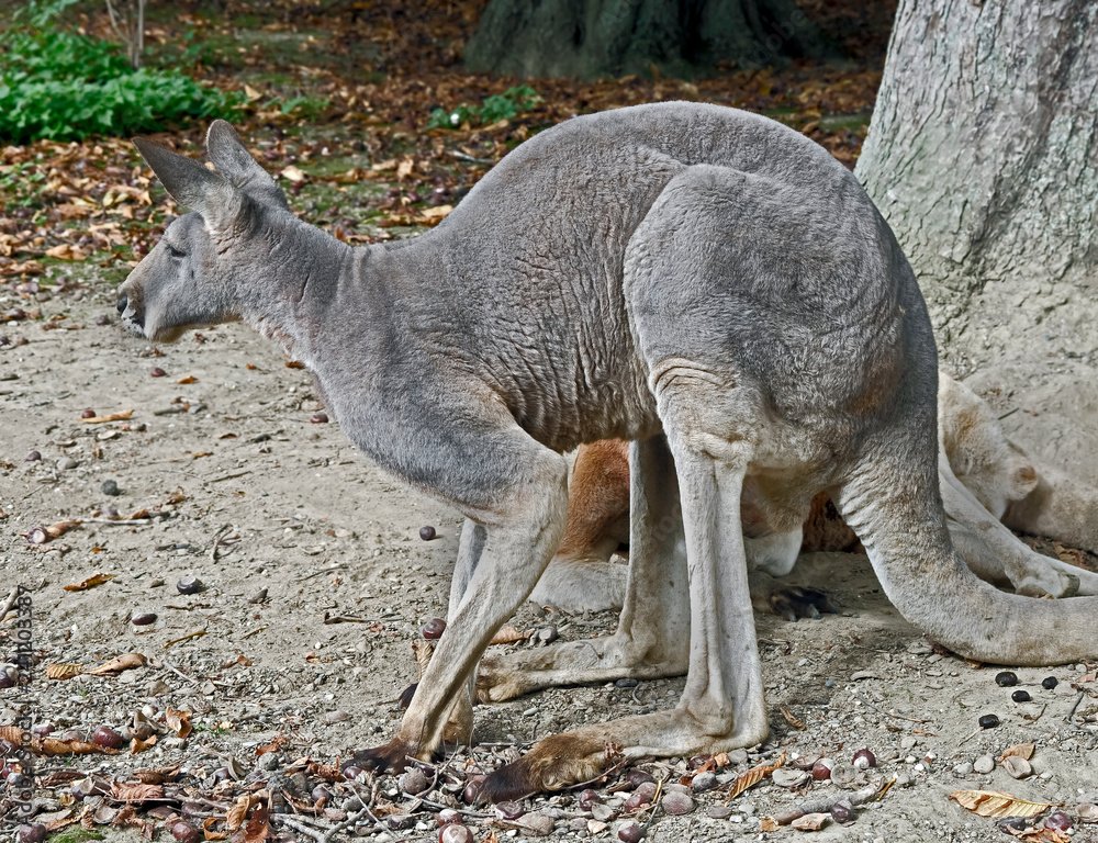 Eastern grey kangaroo or giant kangaroo. Latin name - Macropus giganteus Eastern grey kangaroo or giant kangaroo. Latin name - Macropus giganteus