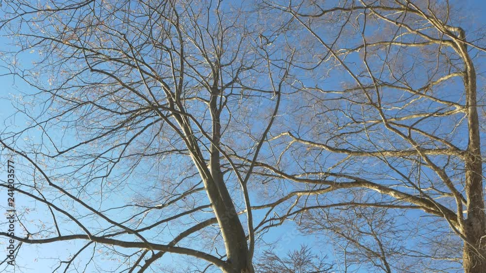 branches of a tree branches of a tree