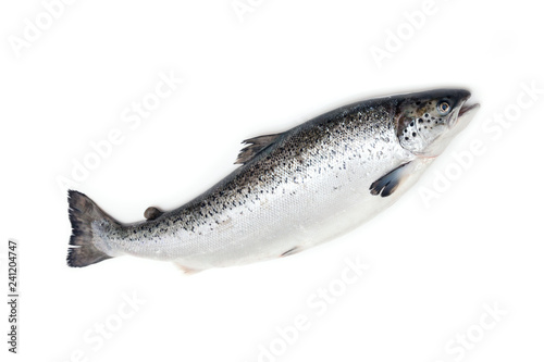 Atlantic salmon fish isolated on a white studio background.