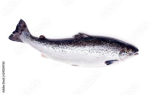 Atlantic salmon fish isolated on a white studio background.