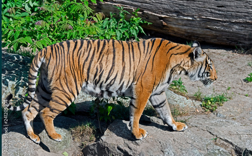 Indochinese tiger. Latin name - Panther tigris corbetti photo