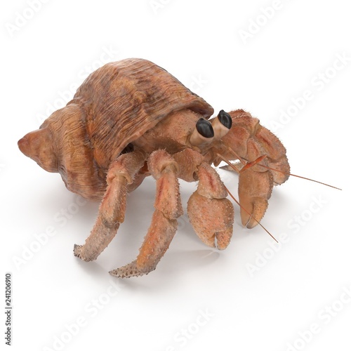 Hermit Crab Crawling Pose On White Background 3D Illustration Isolated photo