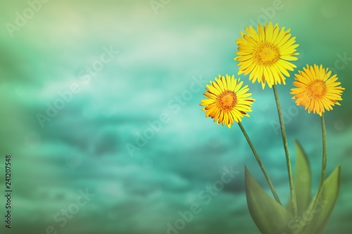 Beautiful live daisy or camomile with empty on left on colored sky with clouds background. Floral spring or summer flowers concept.