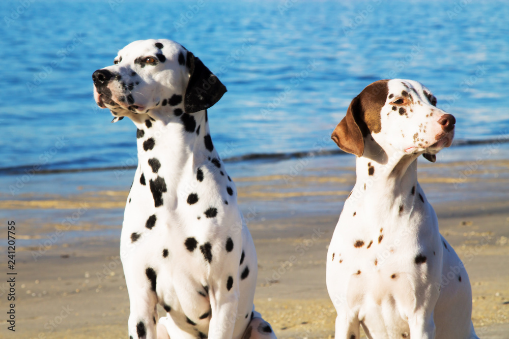 dalmata breed dogs on the beach dalmata breed dogs on the beach