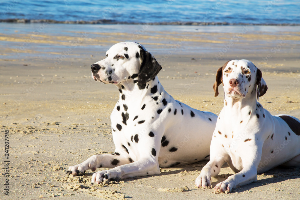 dogs on the beach