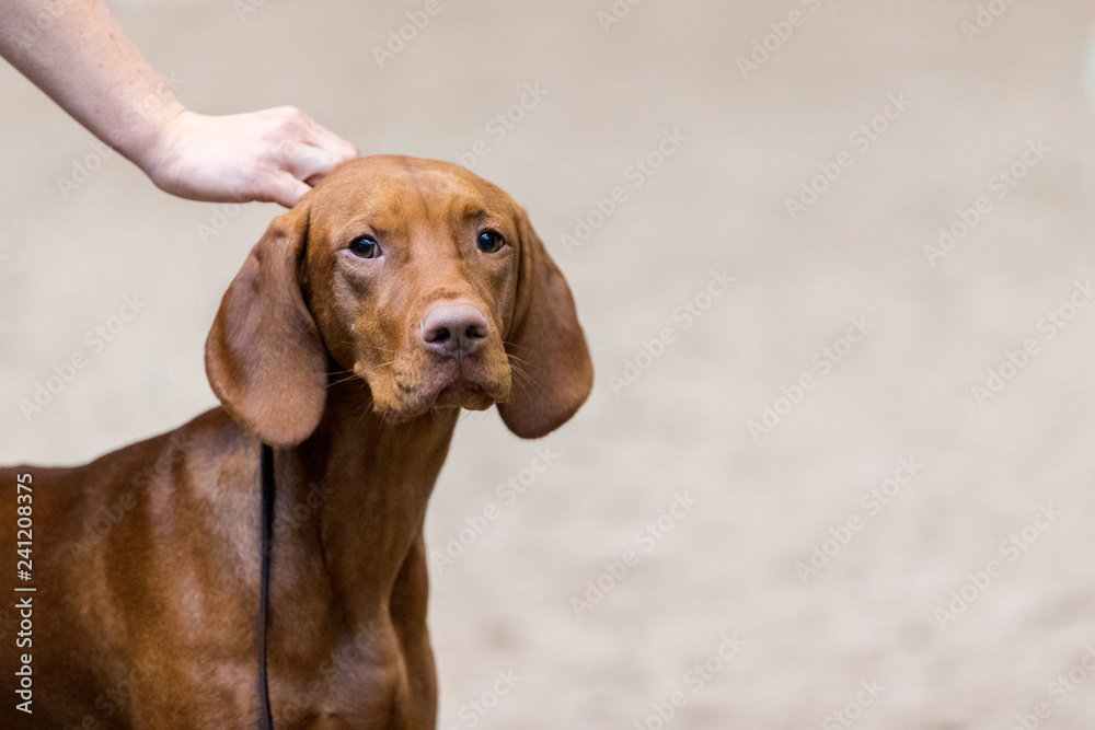 Hungarian vizsla being presented at the dog show. 