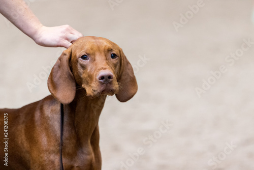 Hungarian vizsla being presented at the dog show. 