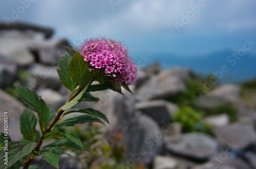 Filipendula multijuga, Alpine plant, Pink flower in a high mountain photo