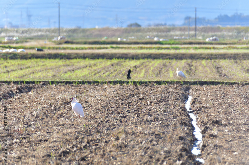 Fototapeta premium Japanese crested ibis