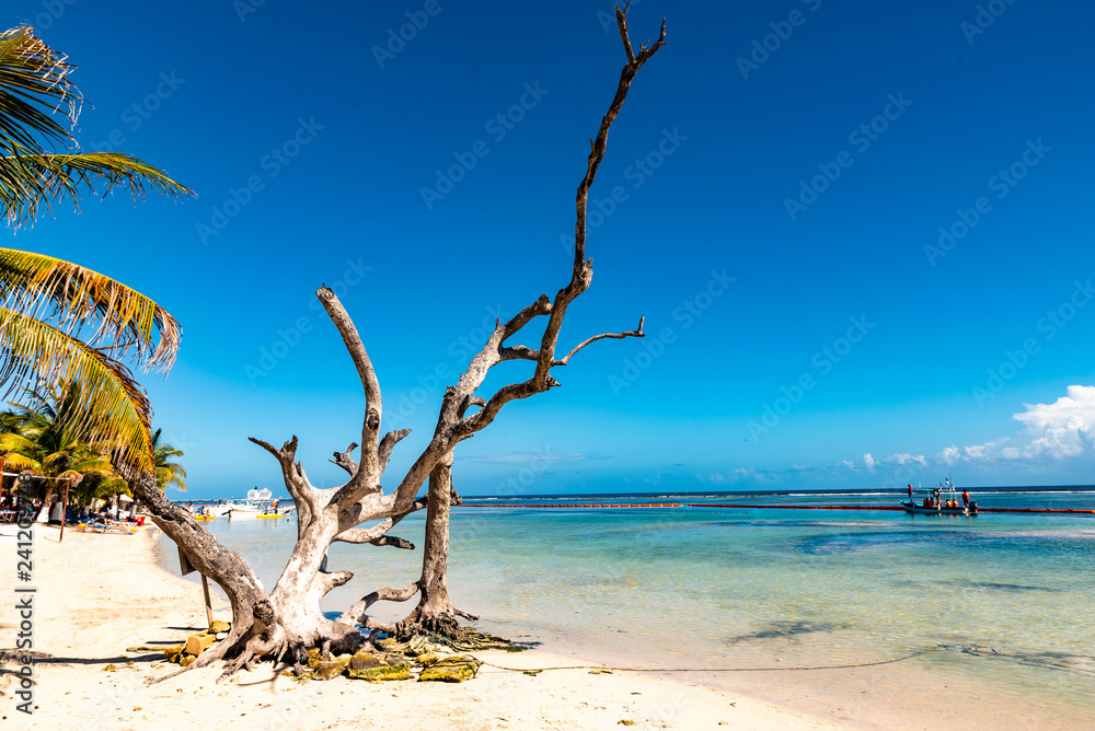 Einsamer Strand in der Karibik mit Baumstamm