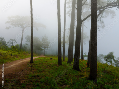 Pine forest with mist