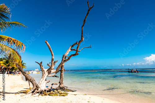 Einsamer Strand in der Karibik mit Baumstamm