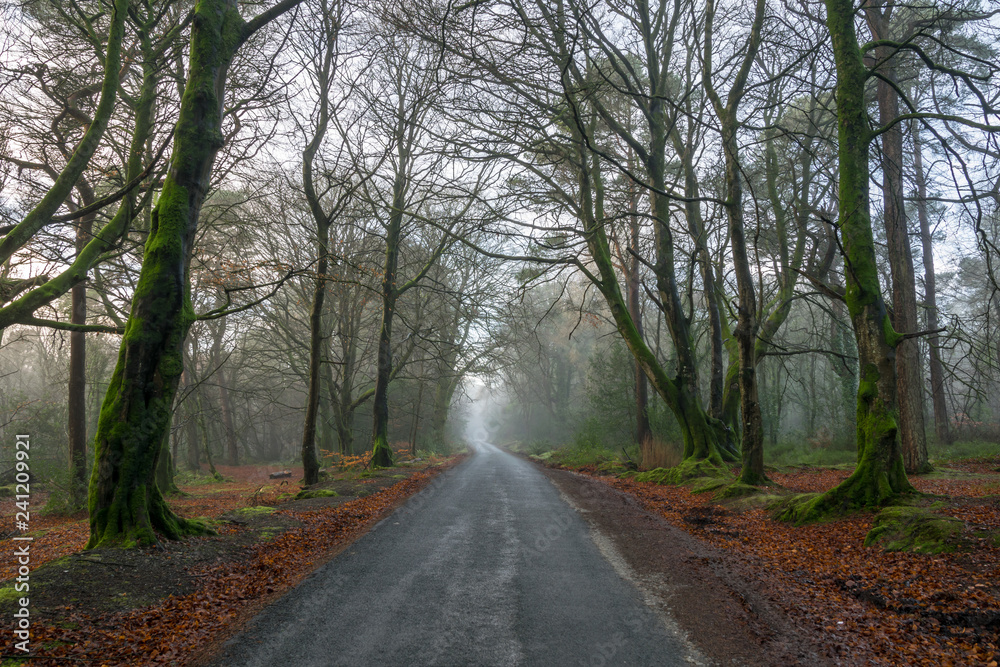 A road Through Foggy Woods