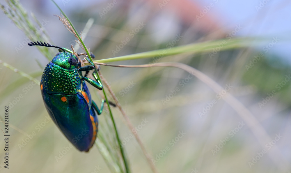 Fototapeta premium Jewel beetle w polu zdjęcia makro