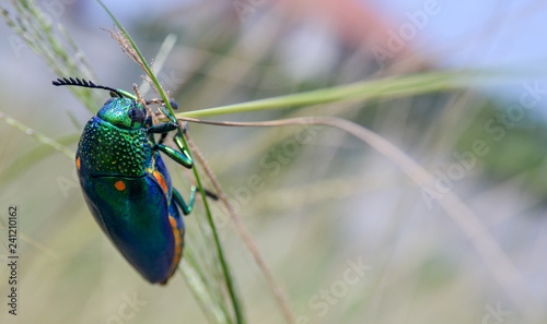 Jewel beetle in field macro shot
