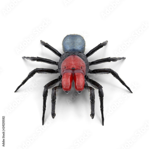 Missulena Occatoria Mouse Spider with Fur 3D Illustration Isolated