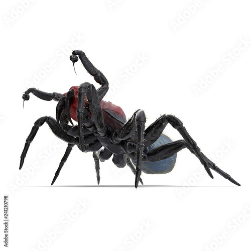 Missulena Occatoria Mouse Spider Fighting Pose 3D Illustration Isolated photo