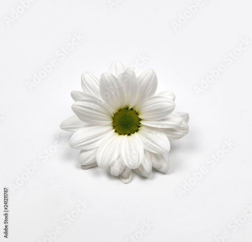 White flower isolated on white background.