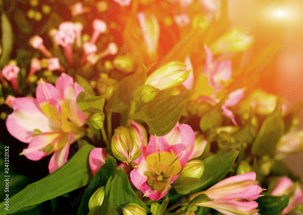 Beautiful flowers blooming Beautiful flowers blooming