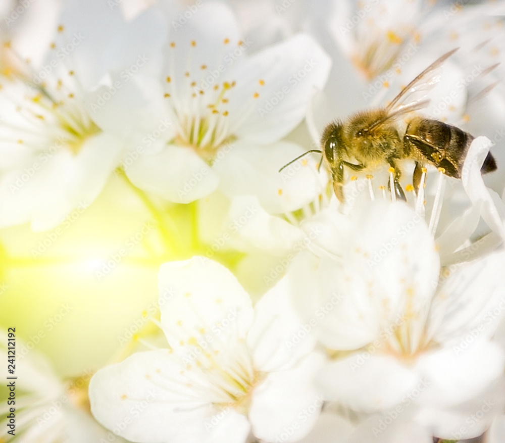 sunset honey bee sunset honey bee