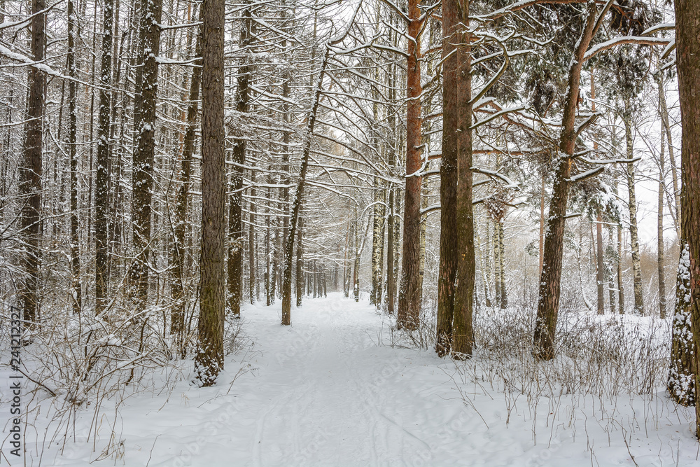 Fototapeta premium Beauty of nature in winter
