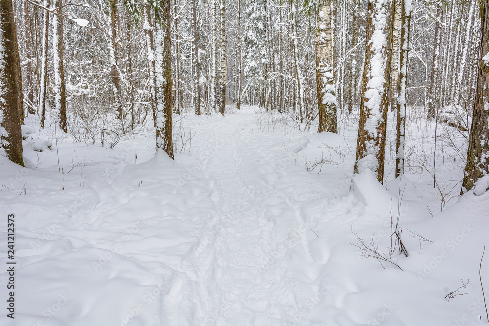 Beauty of nature in winter Beauty of nature in winter