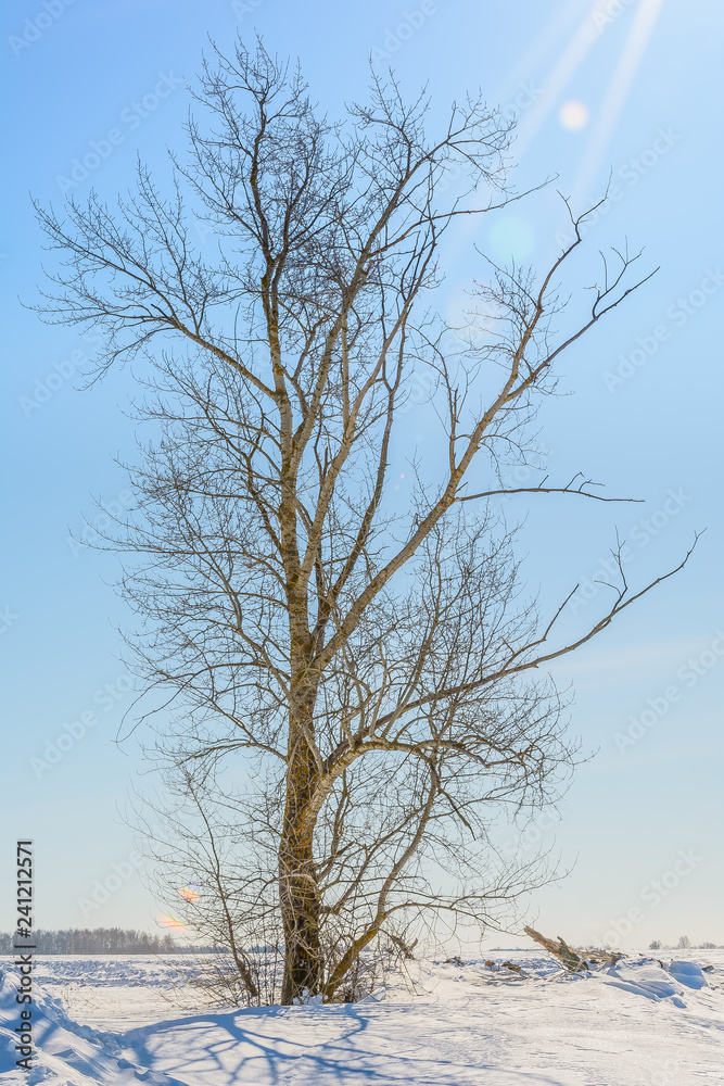 Beauty of nature in winter