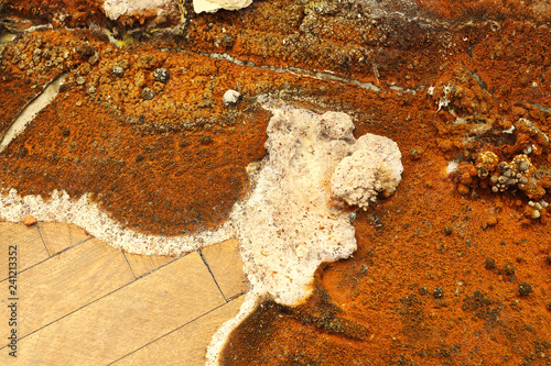 closeup of dry rot fruiting body photo